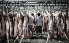 Thiếu tiền, công ty Trung Quốc trả nợ bằng thịt lợn