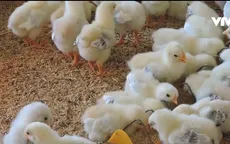 Mô hình nuôi gà bằng nhạc giao hưởng