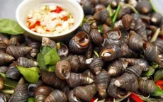 Ốc nhồi – vị thuốc nhiều công dụng