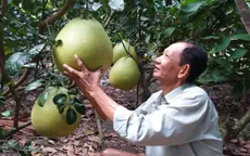 Nông dân Tiền Giang tích cực chuẩn bị bưởi Tết