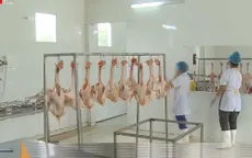 Hiệu quả mô hình hỗ trợ chăn nuôi theo chuỗi