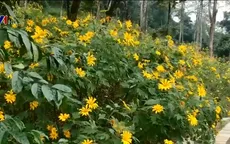Rực rỡ hoa dã quỳ tại Vườn Quốc gia Ba Vì