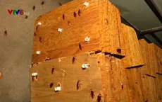 Trung Quốc phát triển các trang trại nuôi gián để chữa bệnh