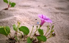 Xao xuyến hoa muống biển nhuộm tím bờ biển, đường đi