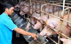 Công nghệ mới truy xuất nguồn gốc trong chăn nuôi