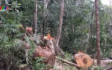 Kiên quyết xử lý tập thể, cá nhân liên quan đến vụ phá rừng ở Kon Tum