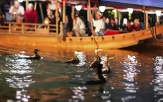 Đánh bắt cá bằng chim cốc tại Nhật Bản