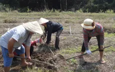 Nỗ lực đưa nhân sâm Phú Yên ra thị trường