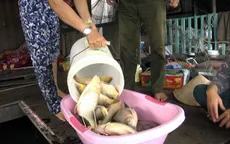 Cá chết trên sông La Ngà