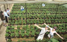 Trải nghiệm mới tại các trang trại du lịch canh nông