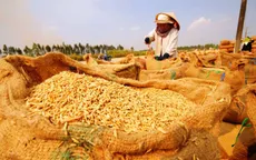 Khai mạc Festival Lúa gạo Việt Nam lần thứ 3