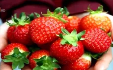 Thị trường Việt Nam tiêu thụ lượng lớn dâu tây Hàn Quốc