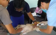 Dịch vụ nhân bản vô tính động vật đi vào kinh doanh chính thức ở Trung Quốc
