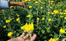 Thời tiết xấu, làng trồng hoa Tết Khánh Hòa gặp khó khăn