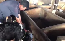 Bi kịch hợp tác xã nợ tiền sữa bò