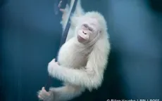 Đười ươi bạch tạng đầu tiên trên thế giới được thả về tự nhiên