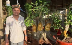 Những cây kiểng tượng nhũ vàng "độc nhất vô nhị"