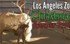 Những chú tuần lộc đến Los Angeles, Mỹ