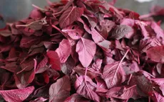 Những tác dụng phụ chưa biết của rau dền
