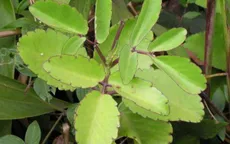 Chữa vết bỏng và vết thương với lá cây thuốc bỏng