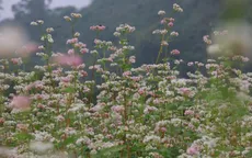 “Lạc trôi” giữa vườn tam giác mạch khoe sắc ở di sản Tràng An