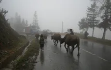 Lào Cai khuyến cáo người dân Sa Pa không thả rông gia súc trong những ngày rét đậm