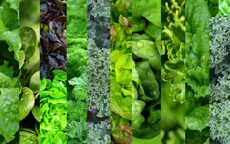 Ăn rau xanh hợp lý có thể giúp ngăn ngừa bệnh gan nhiễm mỡ