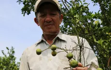 Quýt hồng chết hàng loạt, nông dân Đồng Tháp lao đao