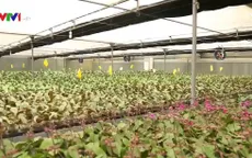 Công việc của công nhân trồng hoa công nghệ cao