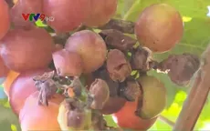Gian nan khôi phục vùng nho Ninh Thuận sau lũ