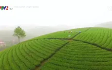 Bạn đã đến đồi chè Long Cốc bồng bềnh sương mây chưa?