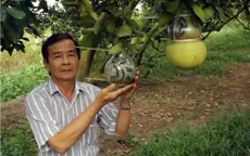 Trái cây tạo hình phục vụ Tết  tăng giá nhẹ
