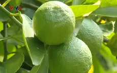 Sản xuất chanh không hạt công nghệ cao, đa dạng hóa sản phẩm xuất khẩu