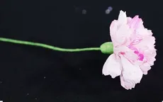 Những mẹo hay làm hoa giấy
