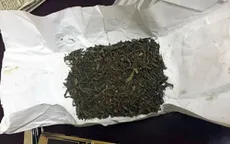 Cỏ Mỹ – Loại chất gây nghiện có thể khiến não tổn thương nghiêm trọng