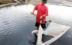 ĐBSCL sản xuất artemia sớm hơn 1 tháng