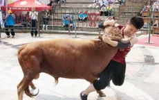 Đấu vật với bò - Bộ môn thể thao gây tranh cãi tại Trung Quốc