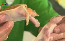 Ba ba có màu vàng lạ ở Vĩnh Long