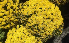 Cúc mâm xôi vàng giá rẻ được săn lùng ngày Tết