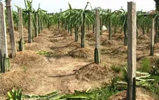 Nạn phá hoại nông sản ngày cận Tết
