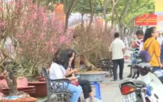 TP.HCM: Mai Tết mất mùa, hoa đào tràn ngập chợ hoa