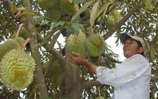Sầu riêng được mùa được giá, nhiều nhà vườn lãi cả tỷ đồng