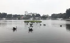 Lý giải việc bầy thiên nga ở hồ Thiền Quang không bao giờ bay ra khỏi hồ