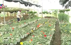 Hoa Tết tăng giá mạnh
