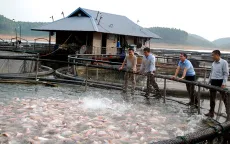 Huyện Yên Bình (Yên Bái): Những bước tiến trong phát triển kinh tế