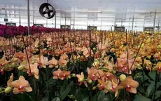 Nhà vườn thu “bộn” tiền từ bán lan dịp Tết