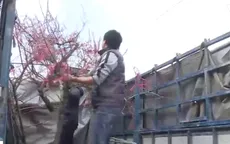 Thú chơi đào rừng của người dân dịp Tết