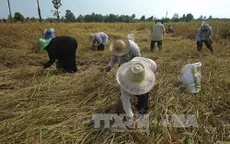 Thái Lan khuyến cáo không tăng sản lượng lúa gạo