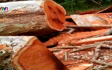 Thêm vụ phá rừng quy mô lớn tại Vườn quốc gia Yok Đôn