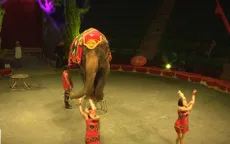 Ngày hội xiếc thú và những chú hề
